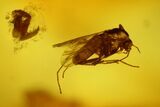 Two Fossil Flies (Diptera) In Baltic Amber #150744-1